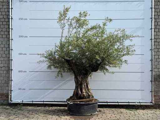 Olive tortuga - Olea Europaea - environ 80 ans - hauteur environ 220 cm