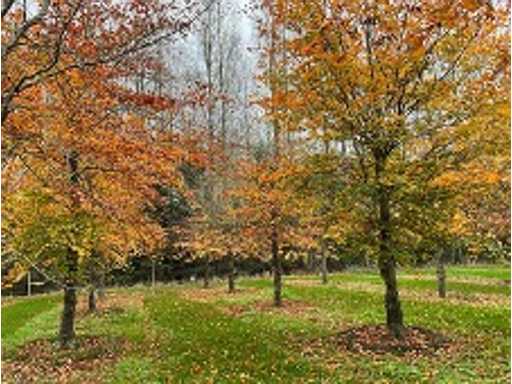 Liquidation of overstock trees