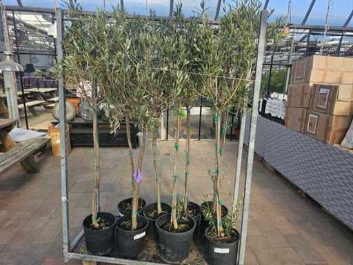 Ensemble de 8 oliviers (Olea europaea) - Tronc haut environ 190 cm