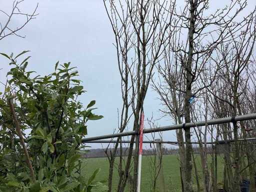 Rotbuche – Formbaum