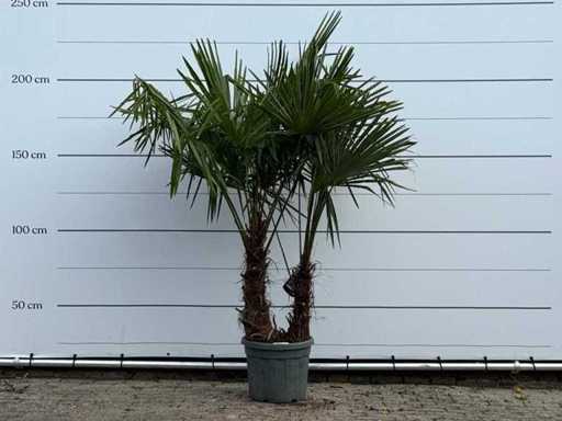 Doppio gambo di palma a ventaglio cinese - Trachycarpus Fortunei - altezza circa 210 cm