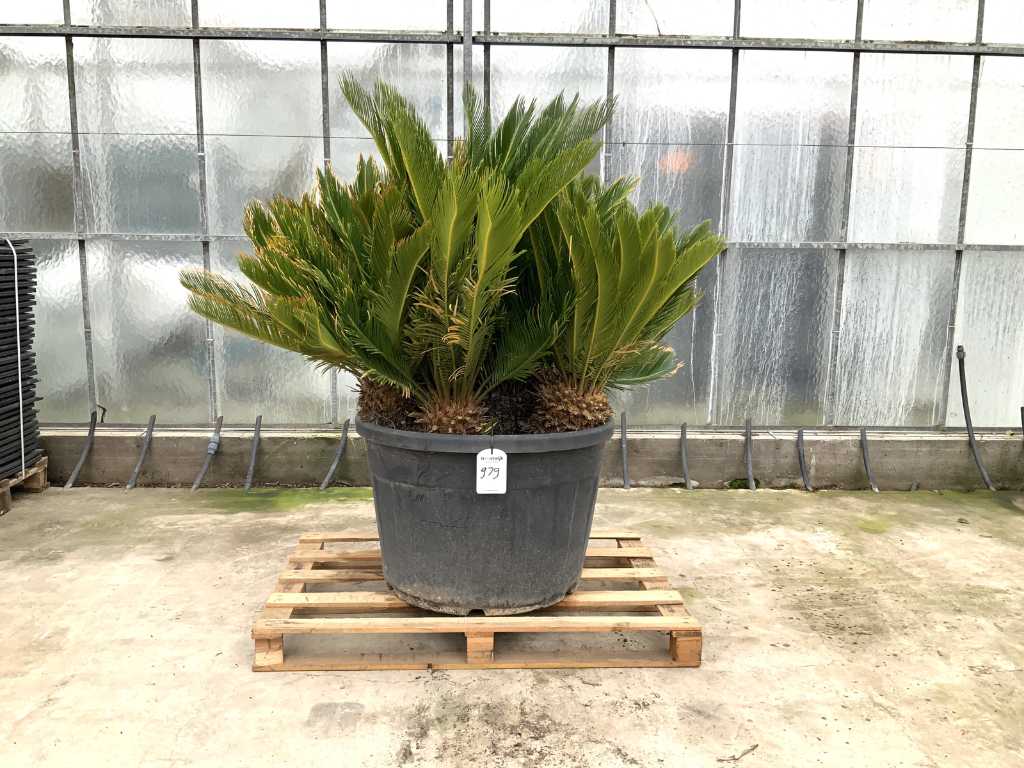 palmier multistem (Cycas revoluta)
