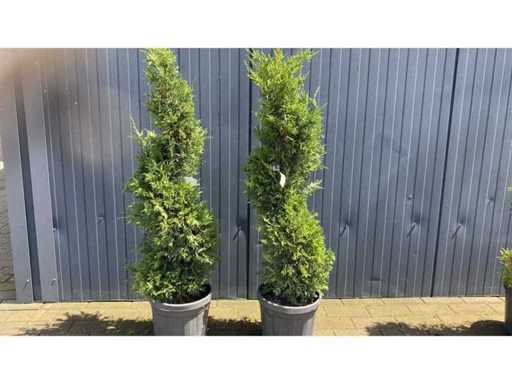 Spirale Vaste plant (2x)
