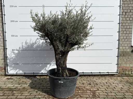 Olive tree Old Skin - Olea Europaea - approx. 75 years old - height approx. 220 cm 