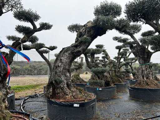 Jubiläums-Olivenbäume – Olea Europea Pom Pom Secolare