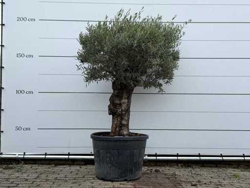Olive tree Bonsai - Olea Europaea - approx. 80 years old - height approx. 200 cm