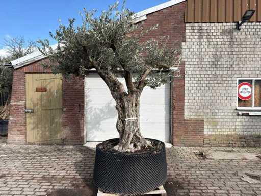 Olivier Ramificado - Olea Europaea - 200 ans - Taille environ 300 cm