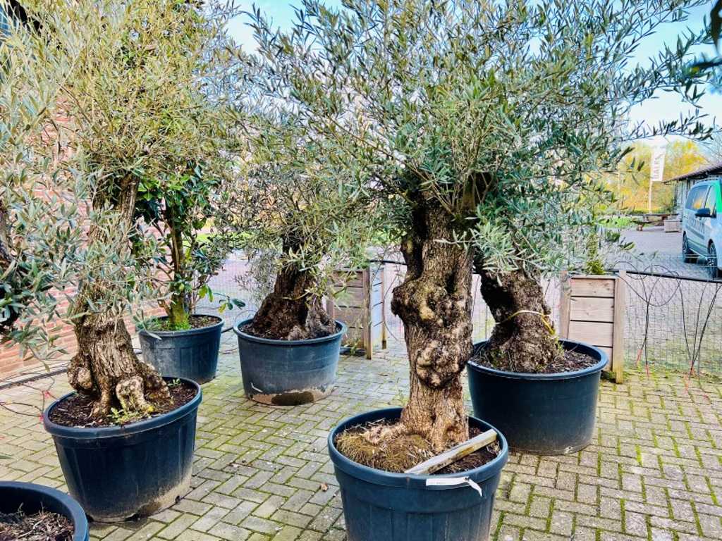olive tree. Trunk circumference 80 - 100 cm. 