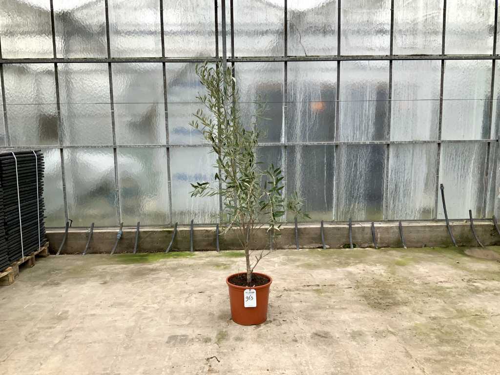 olive bush (Olea Europaea Lessini)