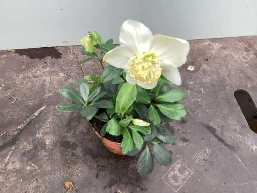 Vaste planten - Helleboris (x30)