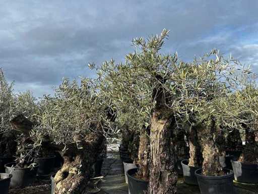 Olive Trees (2x)