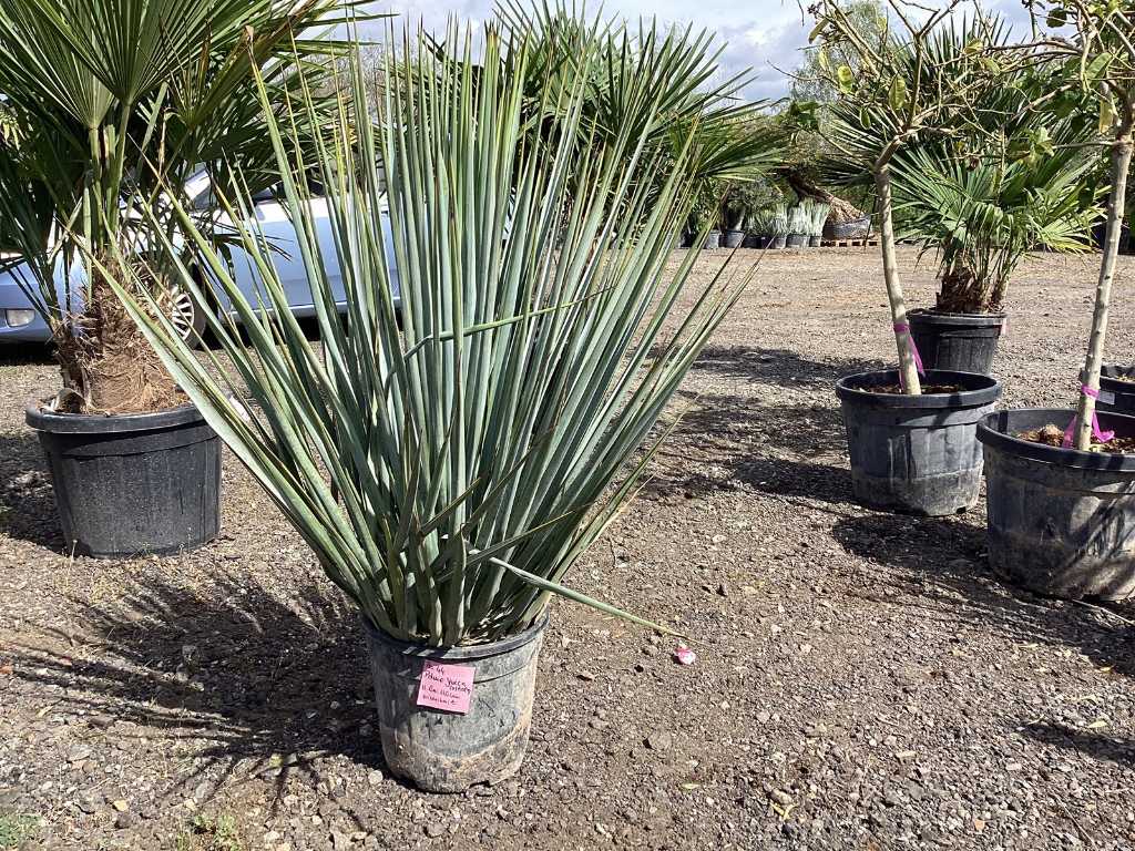 Yucca Rostrata (Winterhart)