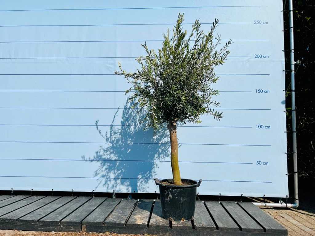 drzewo oliwne gładki pień. Obwód tułowia 20 - 40 cm