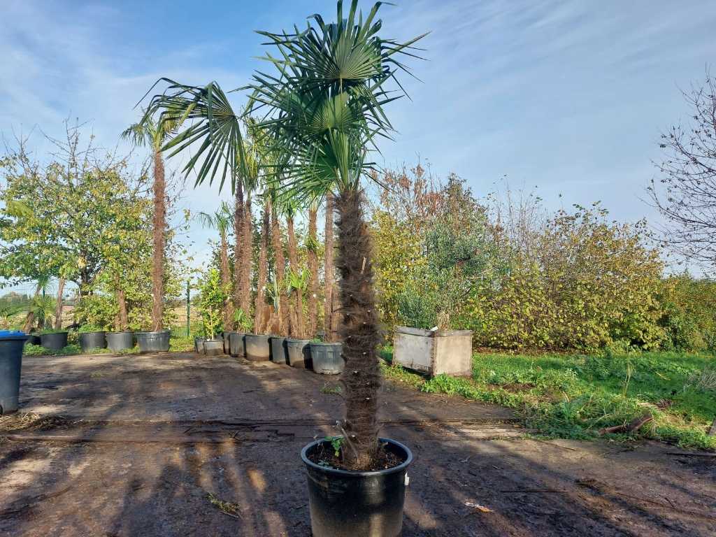 Hemp palm in pot (hardy)