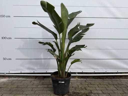 Paradijsvogelbloem - Strelitzia Augusta - Tuin- en kamerplant - hoogte ca. 170 cm