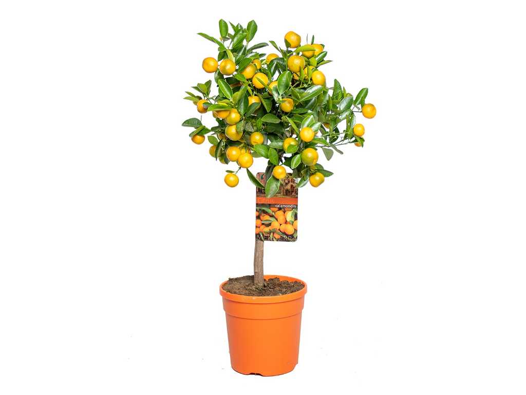 Mandarinenbaum - Obstbaum - Citrus Calamondin