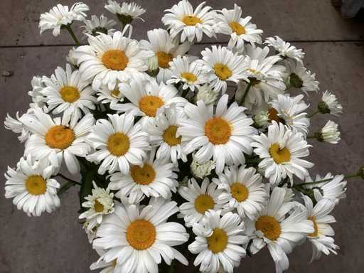 Plants, hedges & trees