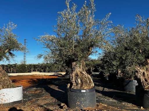 Olive tree in basket Specimen
