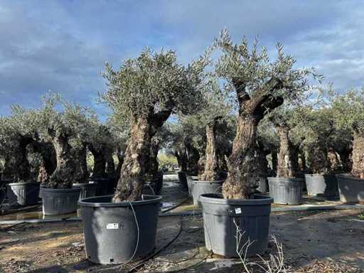 Olive Trees (2x)