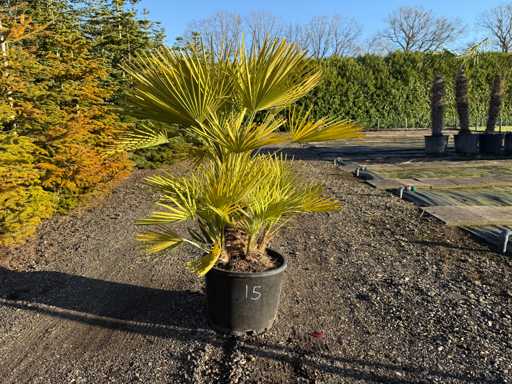 Chamaerops Humilis - Palm Tree 125cm