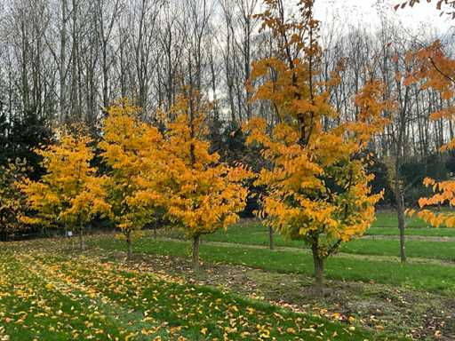 Parrotia persica (13x)