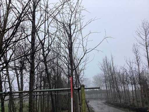 Zoete Kers - Vormboom