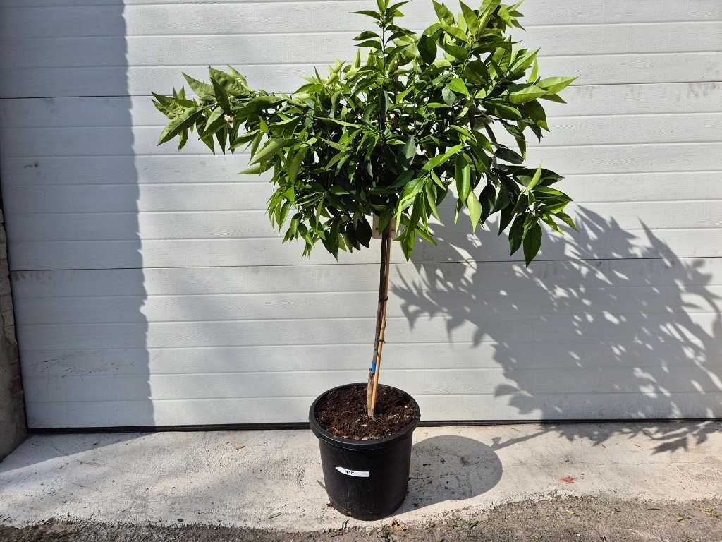 Mandarinenbaum - Citrus Reticulata - Höhe ca. 125 cm