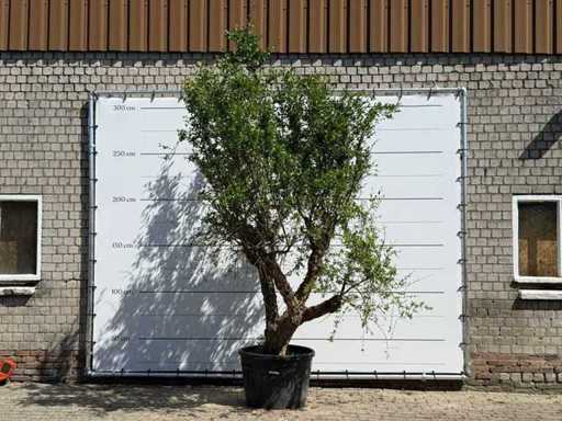 Pomegranate tree - Punica Granatum - height approx. 280 cm