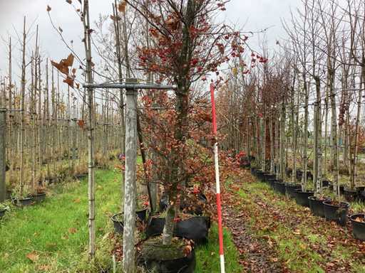 Buk orientalny - Parkboom