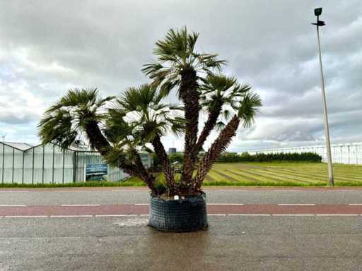 Wielopniowa palma (Chamaerops Humilis)