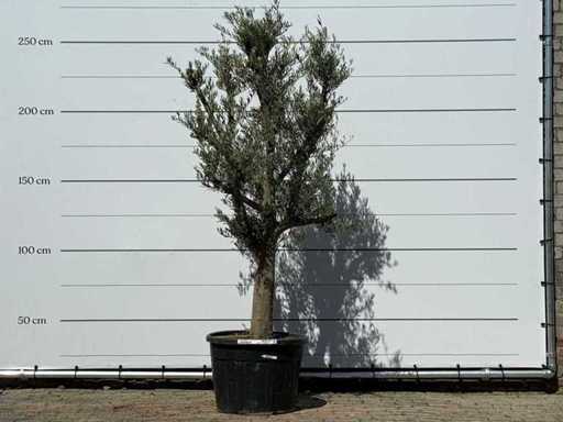 Olijfboom jonge schors - Olea Europaea - ca. 40 jaar oud - hoogte ca. 250 cm