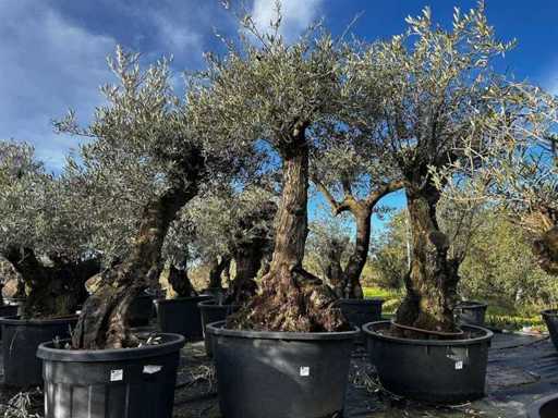Olive Trees in Pots ( 3x)