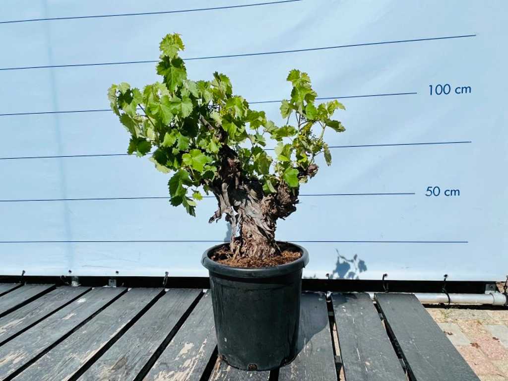 Circonferenza tronco d'uva 20/40cm