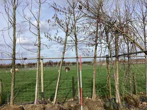 Witte Els - Vormboom