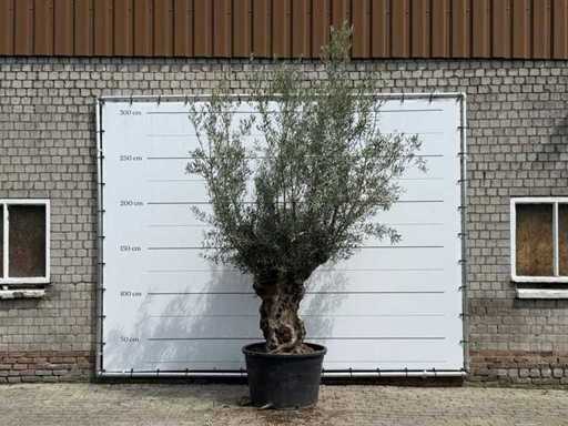 Olijfboom Bonsai - Olea Europaea - ca. 80 jaar oud - hoogte ca. 280 cm