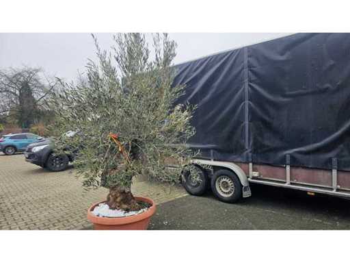 Prachtige 100 jaar oude olijfboombonsai - Olea europaea