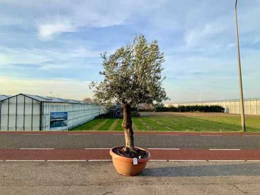 Ulivo (Olea Europaea Lessini)