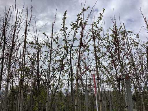 Acero - Alberi topiari (3 volte)