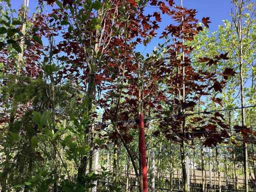 Quercia Acca - Albero sempreverde