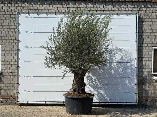 Bonsai d'ulivo - Olea Europaea - circa 80 anni - altezza circa 280 cm