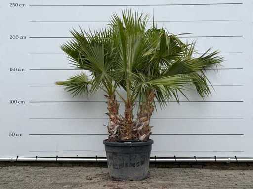 Mexicaanse waaierpalm meerstammig - Washingtonia Robusta - hoogte ca. 220 cm