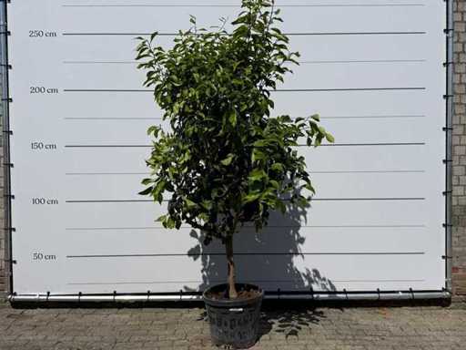 Limone - Limone agrumato - altezza circa 250 cm