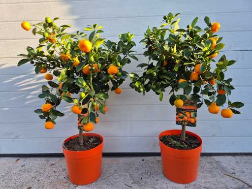 2x Mandarin - Arbre fruitier / arbre fruitier - Calamondine d’agrumes - Hauteur environ 50 cm