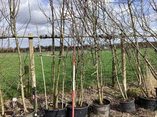 Ciliegio dolce - Albero a più steli