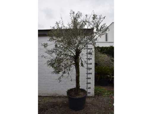 olive young skin - Olive tree