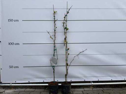 2x Rebpflanze – Vitis vinifera – Höhe ca. 150 cm