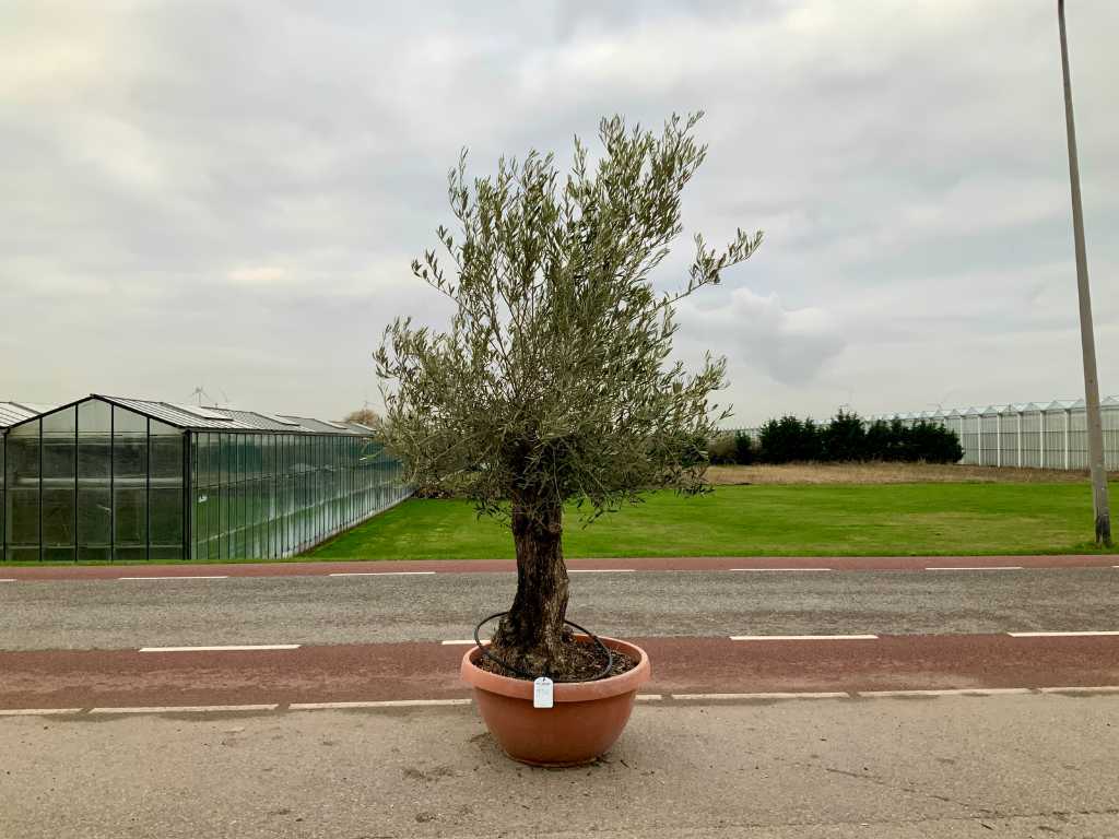 drzewo oliwne w skorupce bonsai (Olea Europaea Lessini)