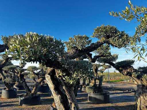 Jubiläums-Olivenbäume – Olea Europea Pom Pom Secolare