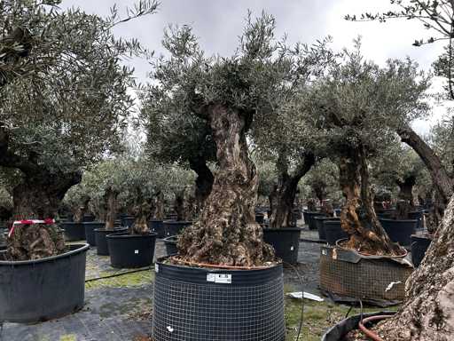  OLEA EUROPEA SECOLARE  