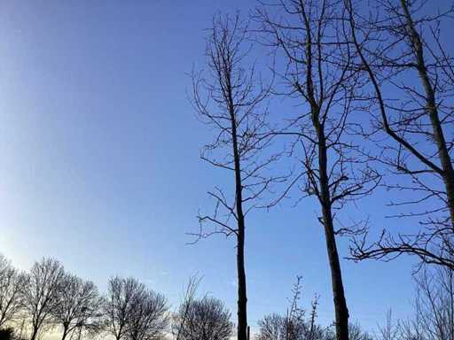 Bonbladige Amberboom - Vormbomen